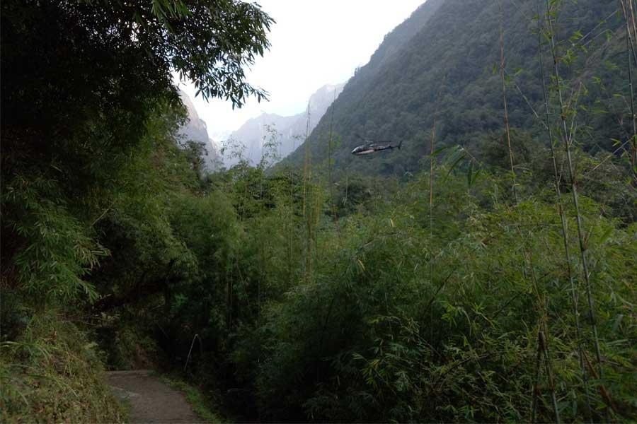 Bamboo